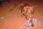 Coco, Urblaubsbetreuung