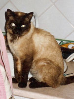 Sue, die adoptiere Strassenkatze