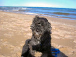 Lissy, ihr letzter Ausflug zum Strand
