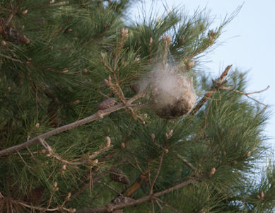 Nest von Prozessionsraupen in Spanien