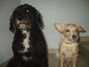 Quilla und Muffy, meine Nachbarmädels