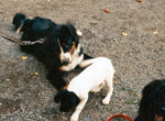 Sunny, Freund meiner Welpentage